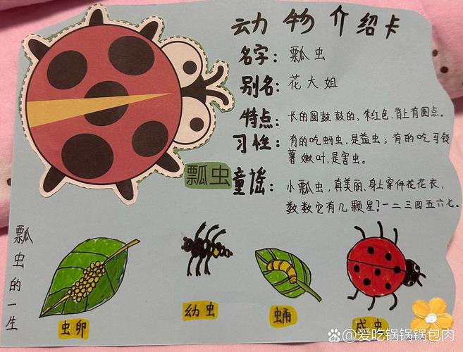 铁面无私一正确的动物的简单介绍