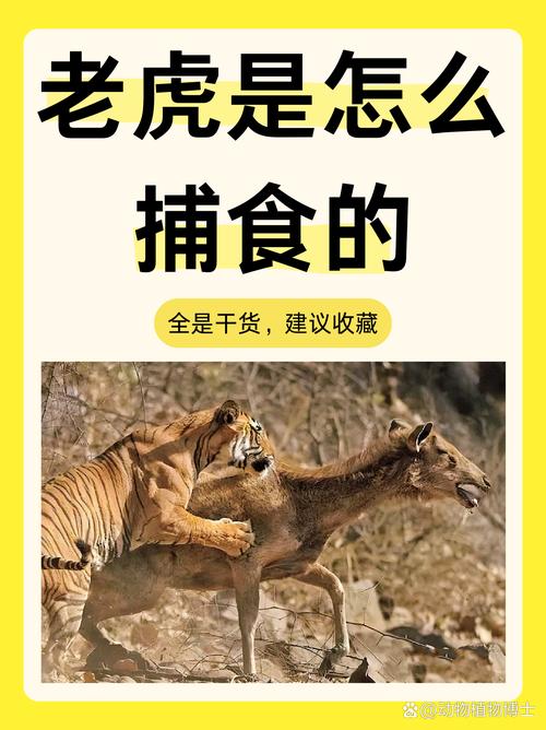 寻幽访胜打一生肖动物:寻幽访胜打一生肖动物谜底为什么指龙,还是虎