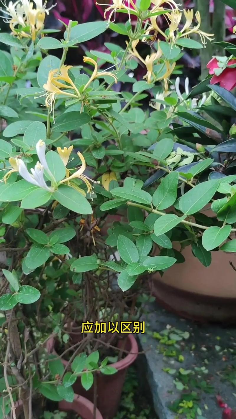 什么生肖叫银花:什么生肖叫银花?