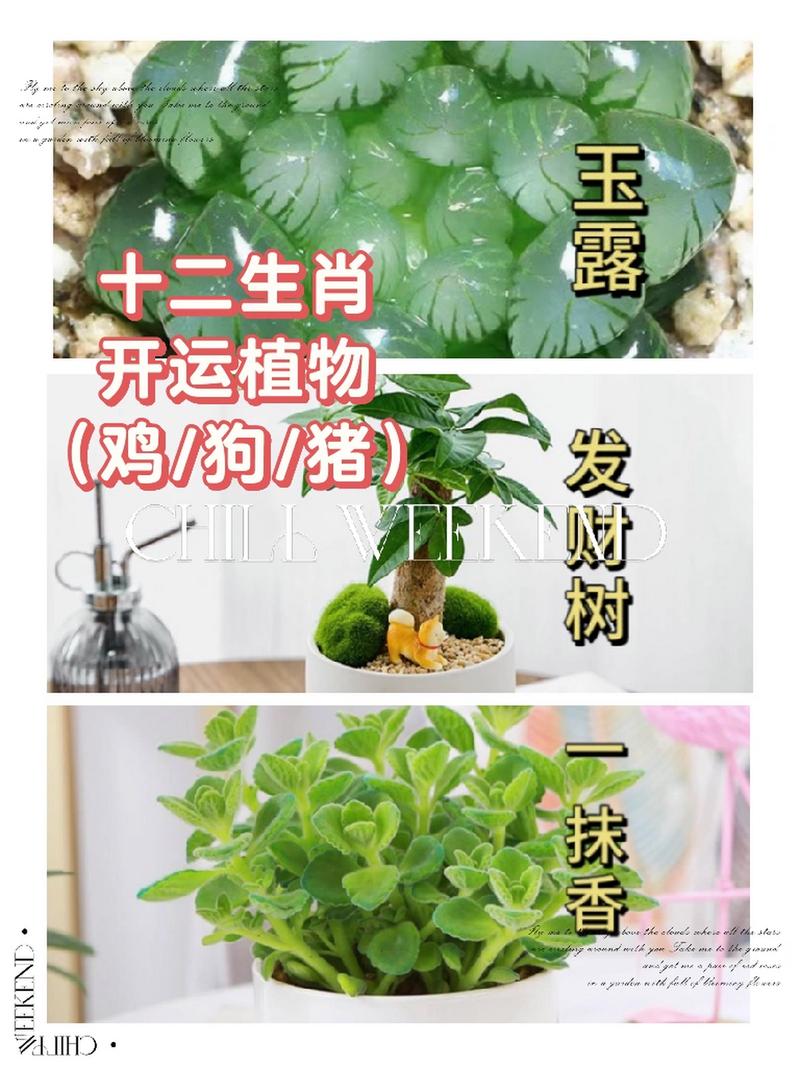 “植物”代表什么生肖:植物是什么生肖最佳答案是
