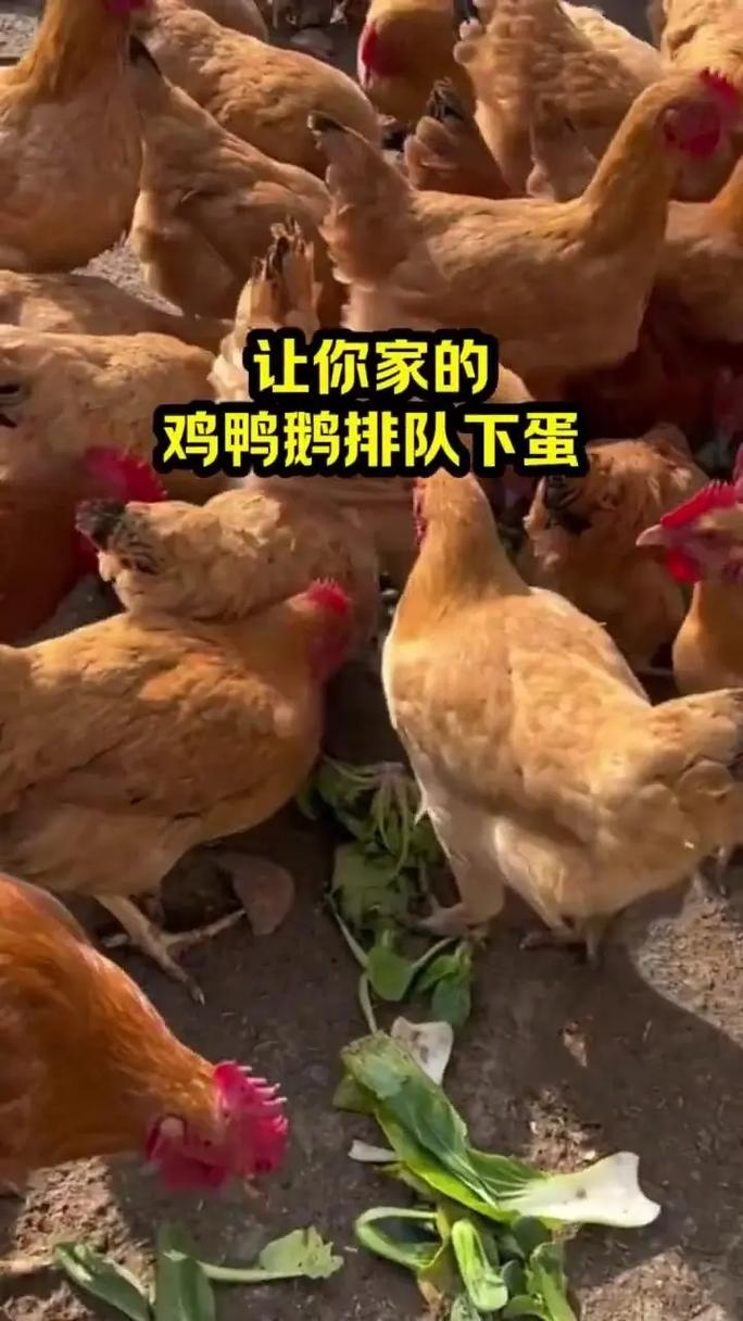 鸡下蛋的窝用什么做好:鸡下蛋的窝用什么做好吃