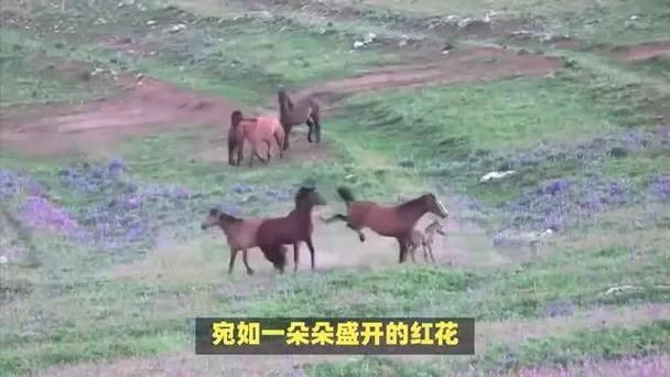 红花开代表什么生肖:红花开代表什么生肖?