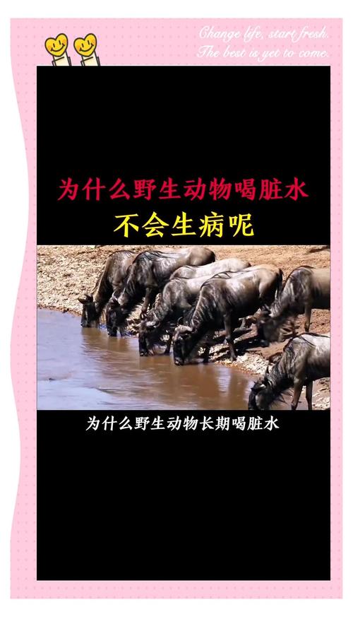 最脏的动物打一生肖:世界上最脏的动物是谁