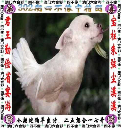 澳门四不像正版论坛:澳门四不像正版论坛超准资料精准2024