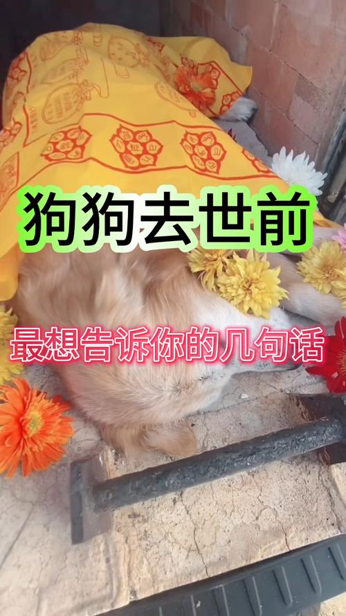 狗狗死了为什么不闭眼睛:狗狗死了不闭眼是在等主人吗